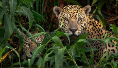 7 Breathtaking ‘Wildlife’ Moments Caught By The World’s Best Nature Photographers