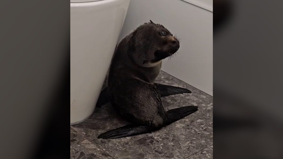 Watch adorable seal pup wander into NZ pub, 'steal the show'