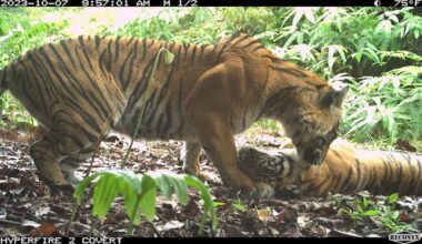 Nearly 3x More Encounters With Endangered Sumatran Tigers in Camera Trap Photos Than in Past Years
