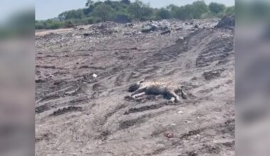 Rescuers Rush To Revive Comatose Wild Animal Lying In A Landfill