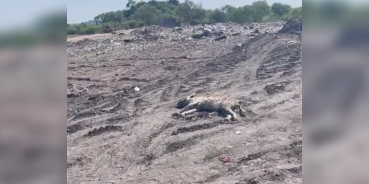 Rescuers Rush To Revive Comatose Wild Animal Lying In A Landfill