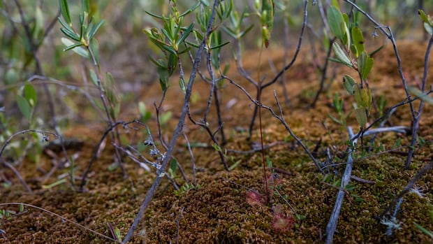 Conservation group proposes peatland strategy, fighting to prevent peat mining in northern Sask.