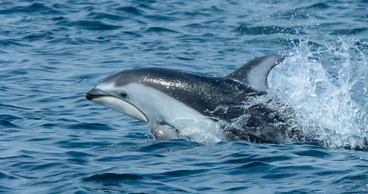 A dolphin is seen poking its head above water.
