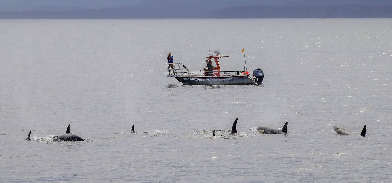 A small boat off in the distance, with a pod of killer whales visible in the foreground.