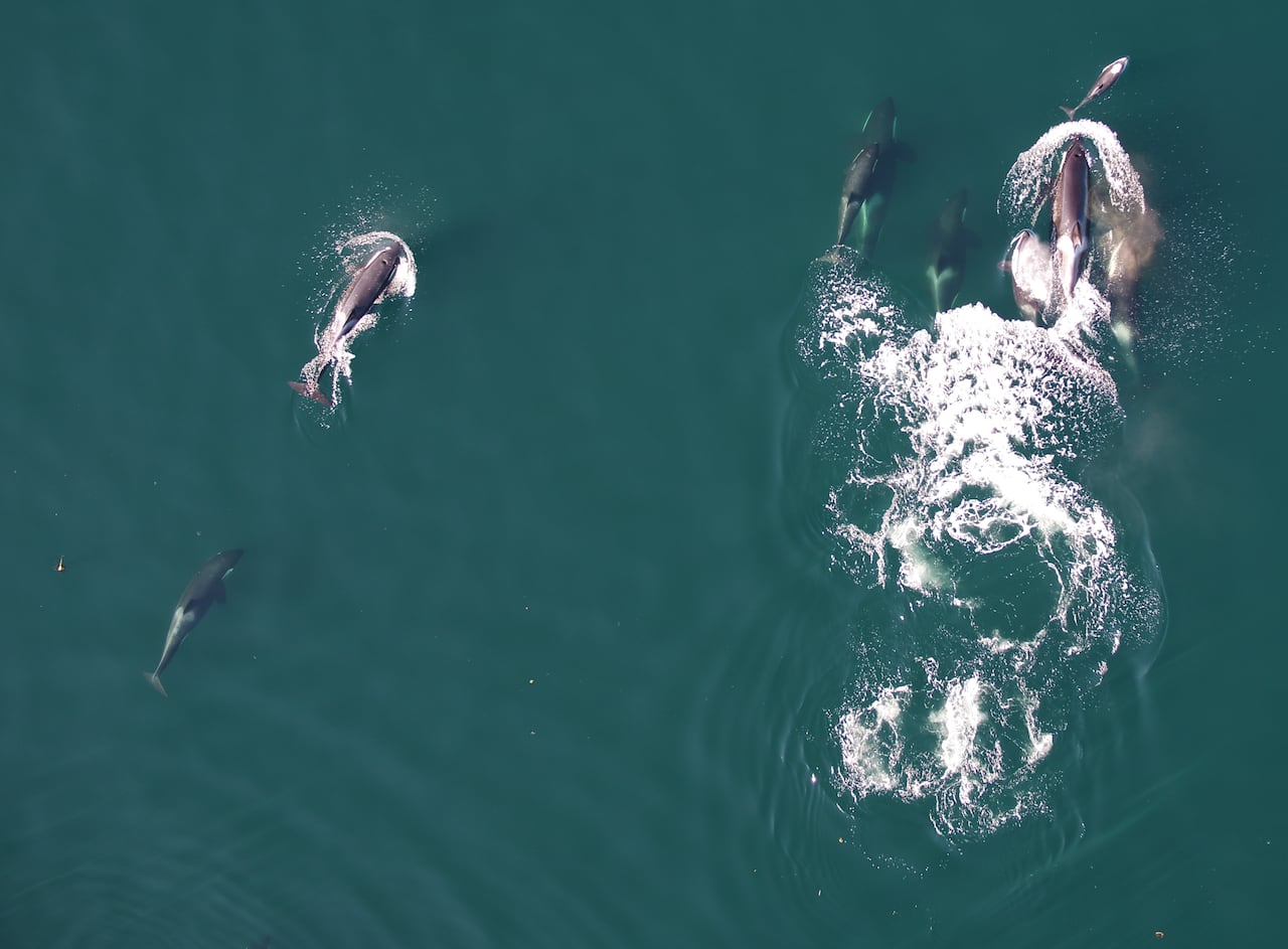 An overhead image of dolphins and orcas in water.