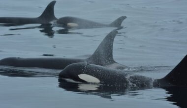 Orcas and dolphins caught on video collaborating to hunt salmon