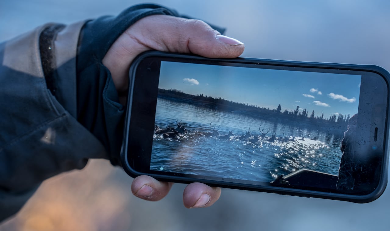A person shows a photo on their phone, of caribou swimming.
