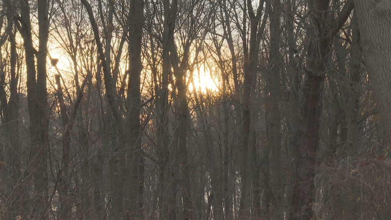 Sunset in a wooded area.