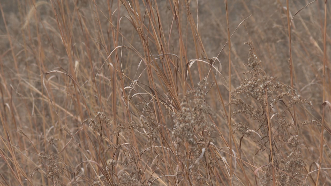 Tallgrass prairie during winter.