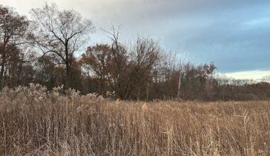 Parks Canada won't take over land for Ojibway National Urban Park