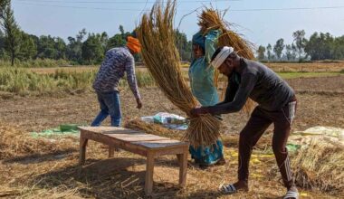 Is India's rice in Trump's line of fire now?