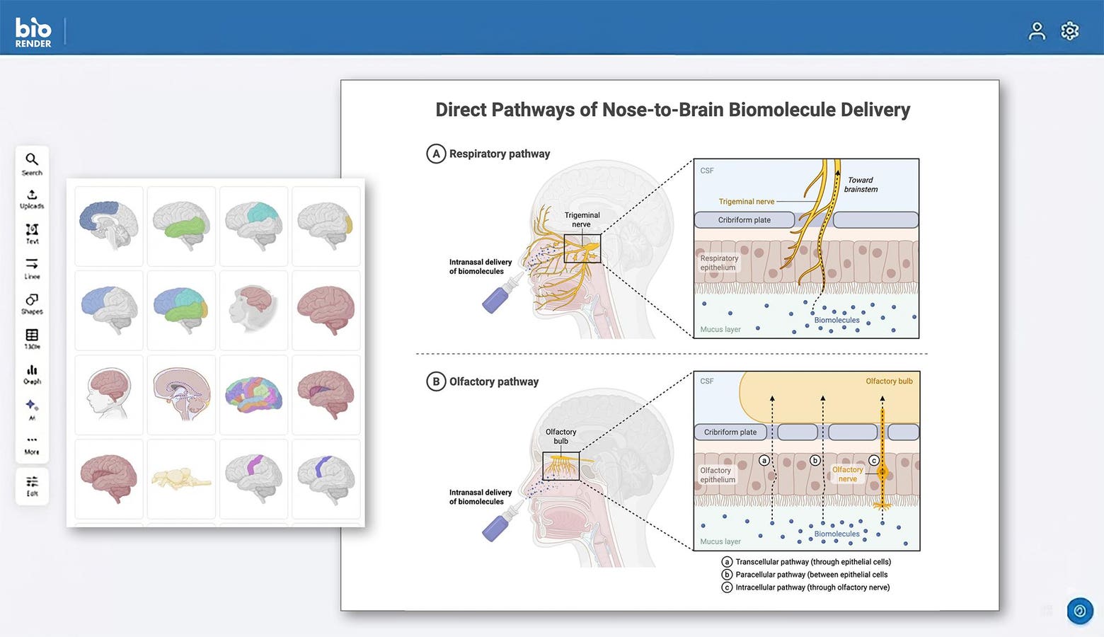 BioRender Gives AI A Visual Language For Science