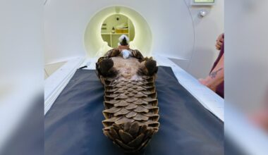 Rare Animal Rescued From Traffickers Undergoes Risky Procedure To Save Her Life