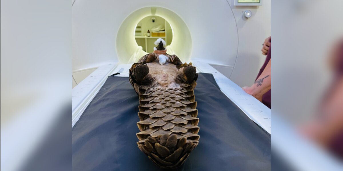 Rare Animal Rescued From Traffickers Undergoes Risky Procedure To Save Her Life