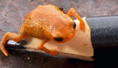 Science breakthrough as new tiny 'pumpkin toad' discovered hidden in depths of Brazilian tropical jungle
