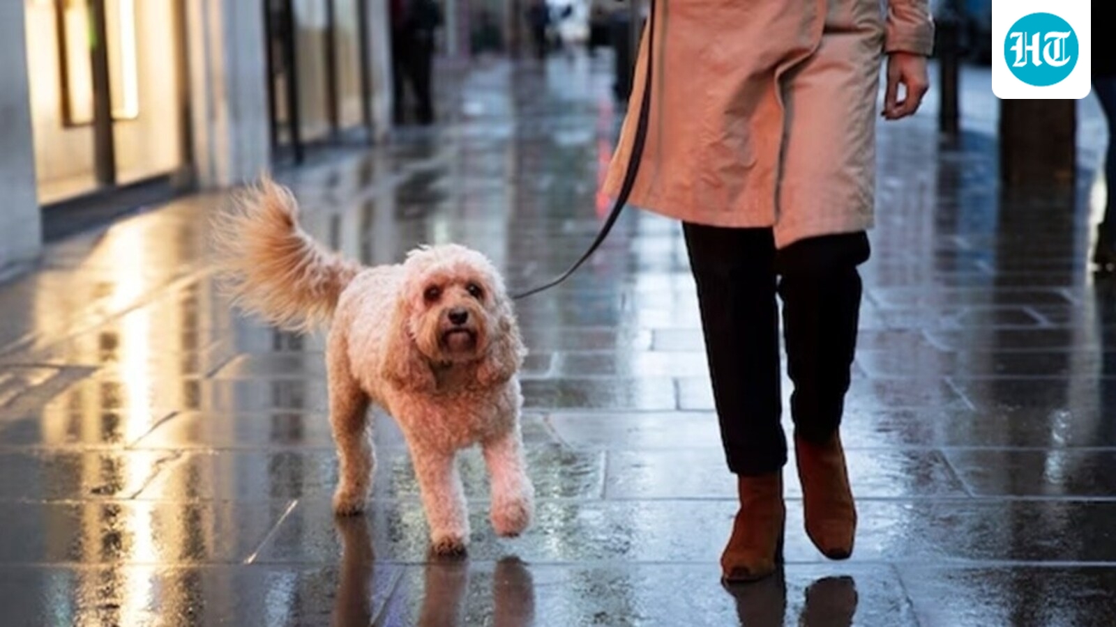 Britons are becoming obsessed with pet photography