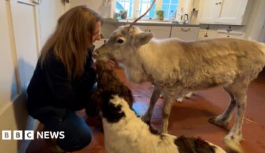 Woman on the left with dark hair and she is wearing a jumper and gilet. She is leaning down and feeding reindeer. There are four reindeers in the background that are white coated. They have big antlers.