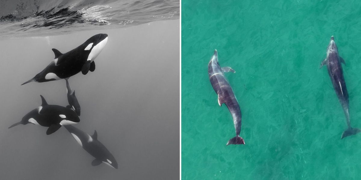 Orcas and dolphins are now hunting together in major scientific discovery