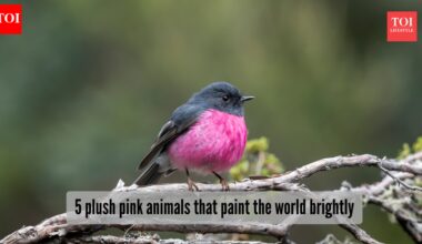 5 adorable pink animals stealing the wildlife spotlight