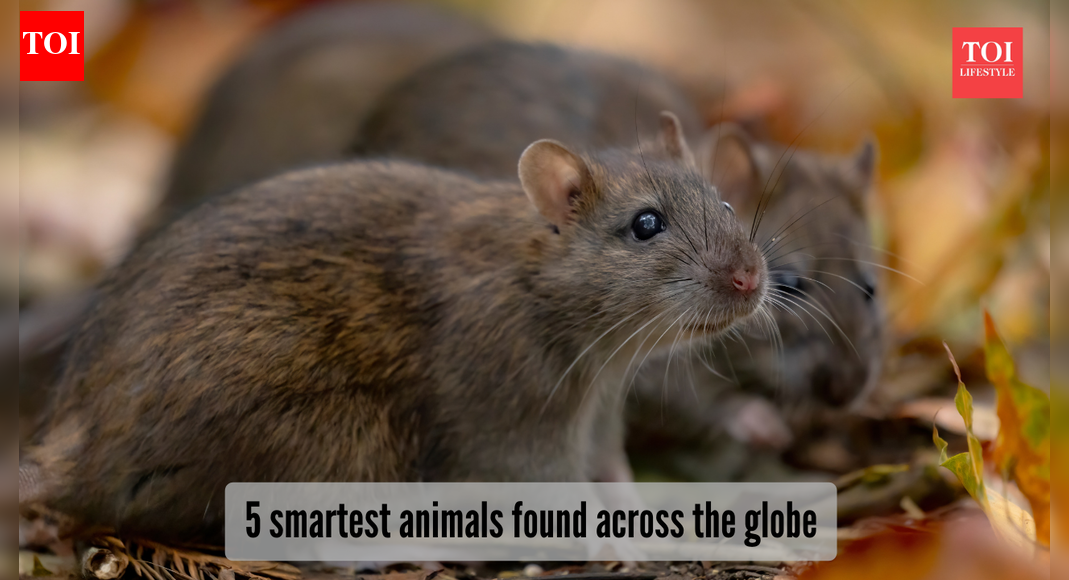 5 animals who are smarter than you think!​