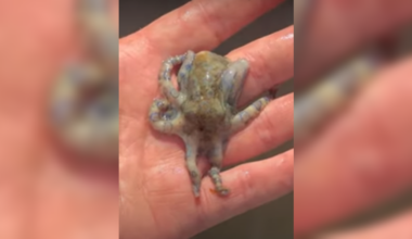 A man unknowingly handled one of the deadliest animals on earth in the Philippines