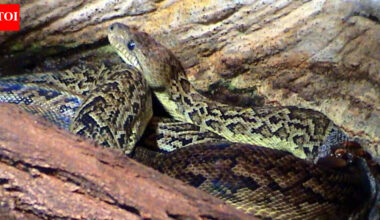 The snake that hunts in packs! Discover the Cuban boas' cooperative tactics and hunting strategy |