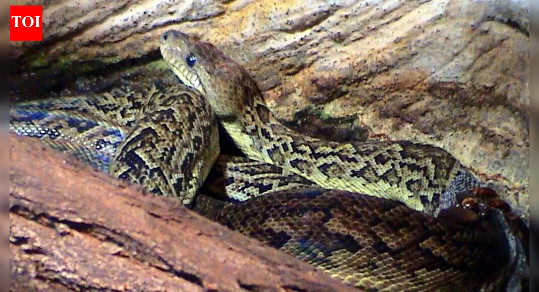 The snake that hunts in packs! Discover the Cuban boas' cooperative tactics and hunting strategy |