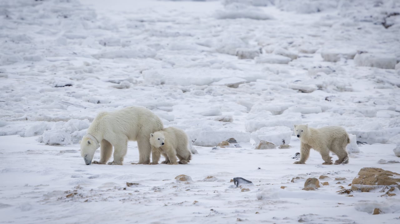 Three polar bears roam the frozen lands.