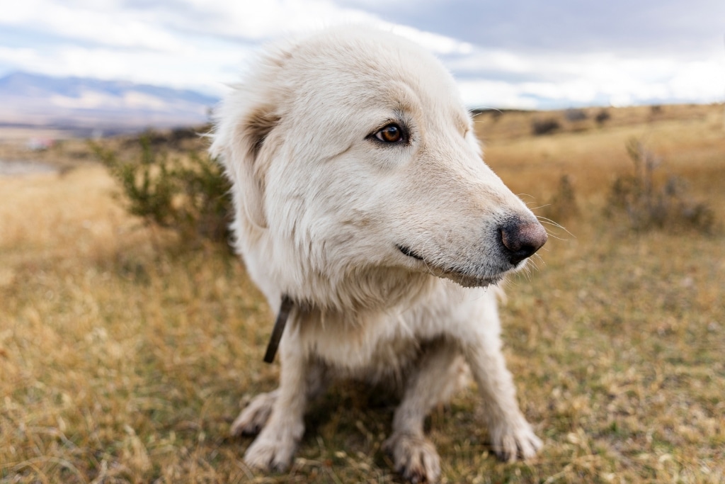 The Edges of Earth Expedition team meeting some of the working dogs on the Estancia.