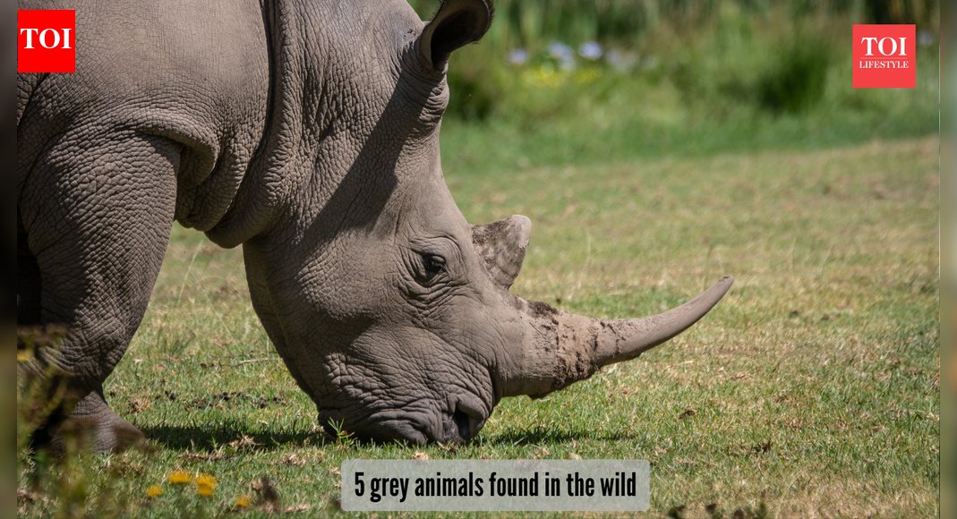 5 animals that are grey in colour​