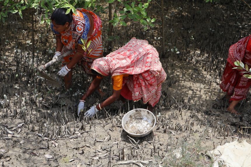 Local women collect mangrove saplings.