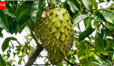 Soursop leaf compounds show potential against cervical cancer, study finds |