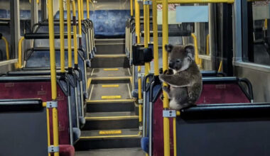 Kindhearted Bus Driver Opens His Doors To A Koala In Need Of A Ride