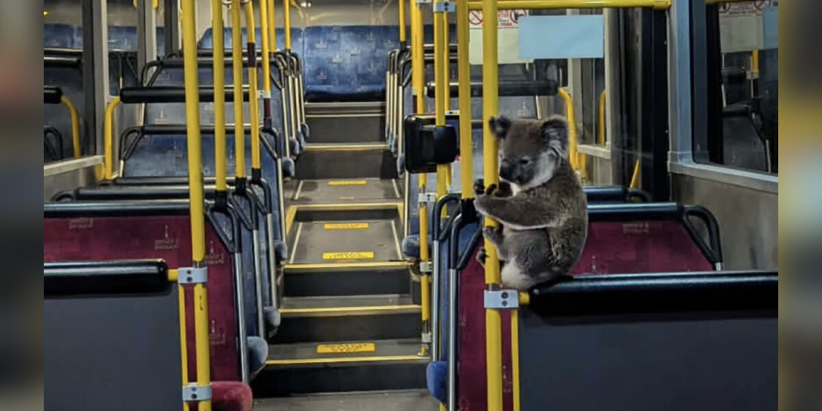 Kindhearted Bus Driver Opens His Doors To A Koala In Need Of A Ride