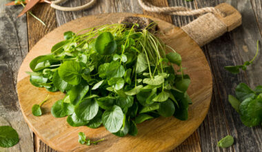 Why the World’s Healthiest Vegetable Rarely Makes It to Dinner