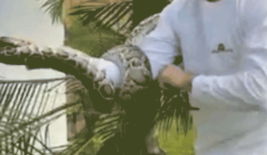 Man pulls Burmese python from palm tree