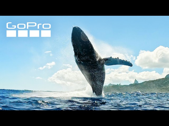 Underneath a Breaching Humpback Whale