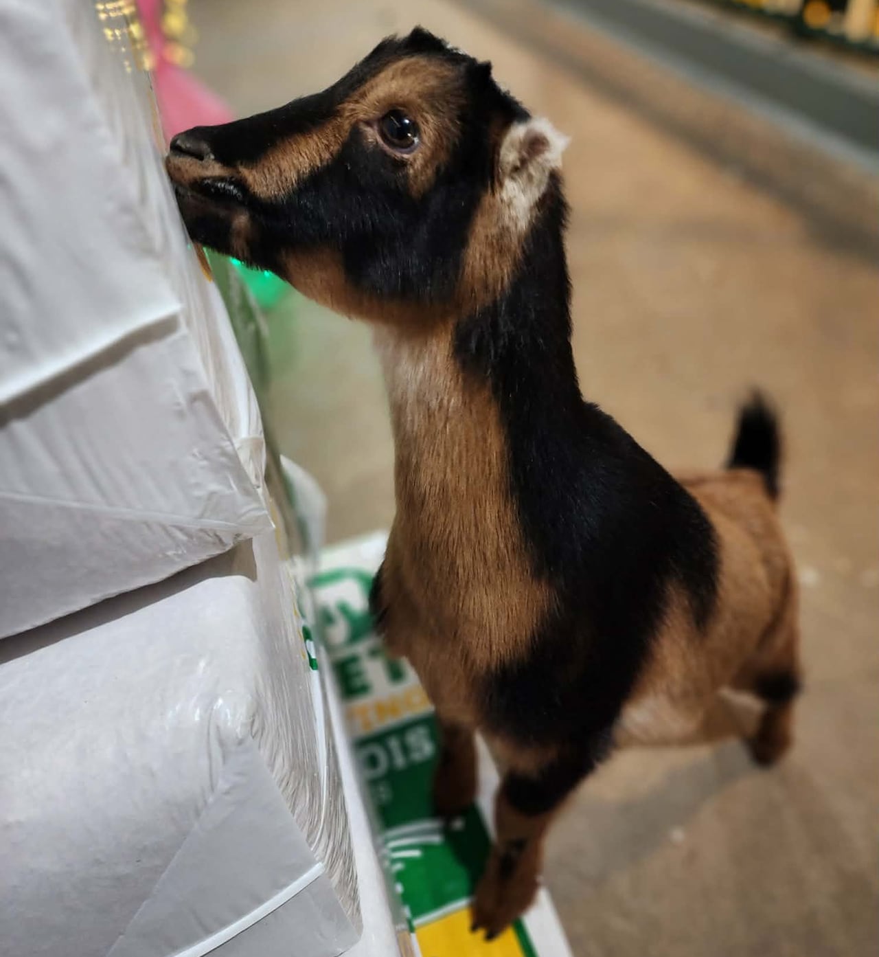 baby goat