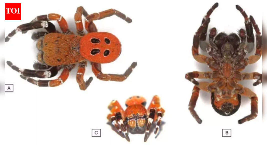 Scientists discover new spider species with a striking red head in Morocco |
