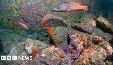 Plans to create Marine Protected Area around Sark