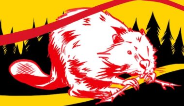 How the beaver is teaching Indigenous communities about ecological balance and reciprocity