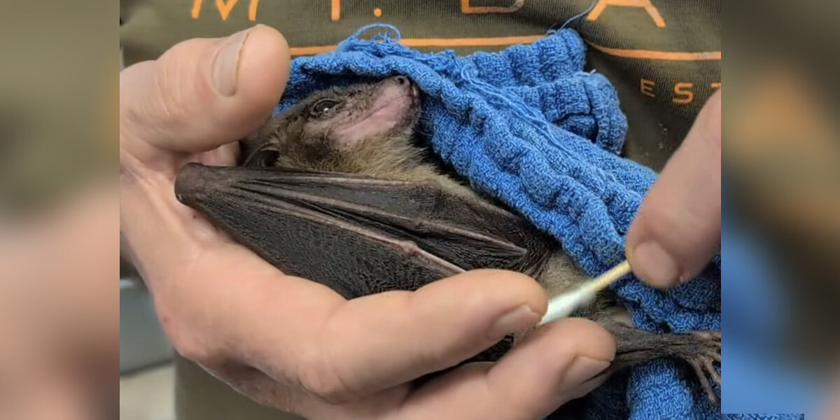 Senior Rescue Bat Melts Into The Happiest Puddle During His Special Spa Day