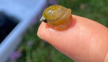 Invasive snail species found in P.E.I. believed to be new to the Maritime provinces