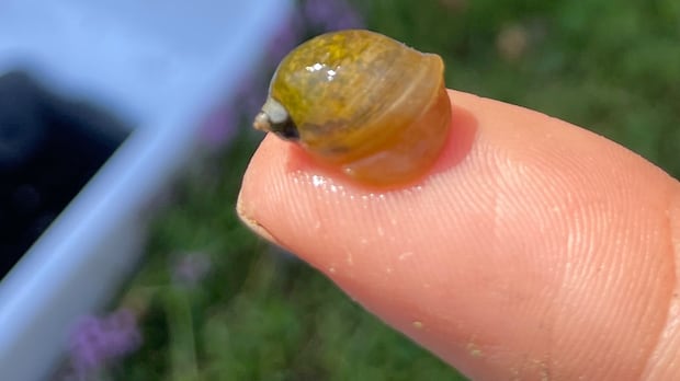 Invasive snail species found in P.E.I. believed to be new to the Maritime provinces