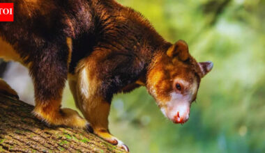 This rare tree kangaroo was missing for 90 years |