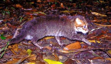 Flat-Headed Cats Seen in Thailand for the First Time in 30 Years, Having Been Thought Extinct