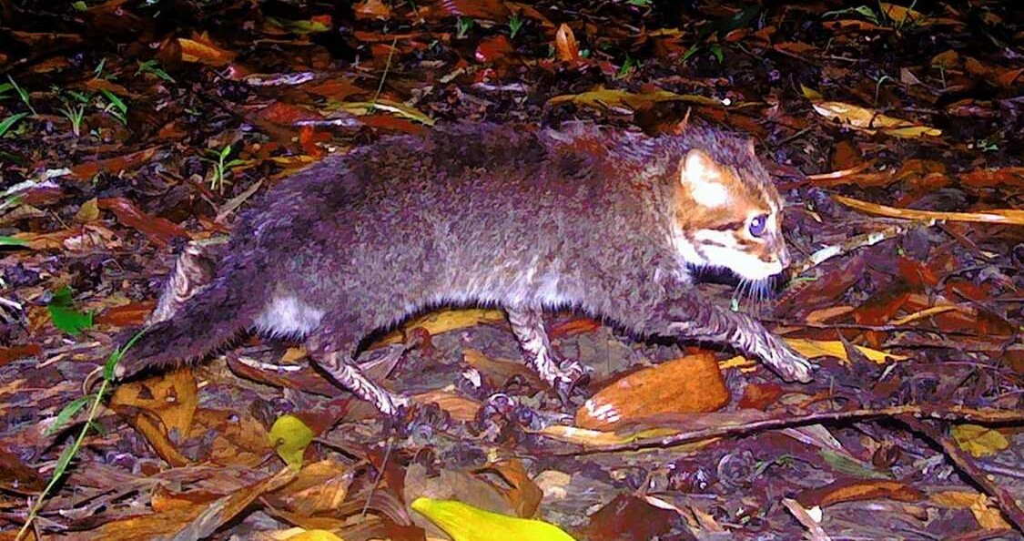 Flat-Headed Cats Seen in Thailand for the First Time in 30 Years, Having Been Thought Extinct
