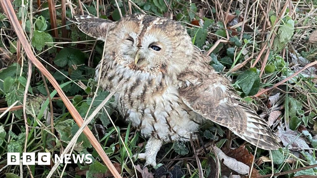 Injured tawny owl found by Hulland Ward roadside returned to the wild