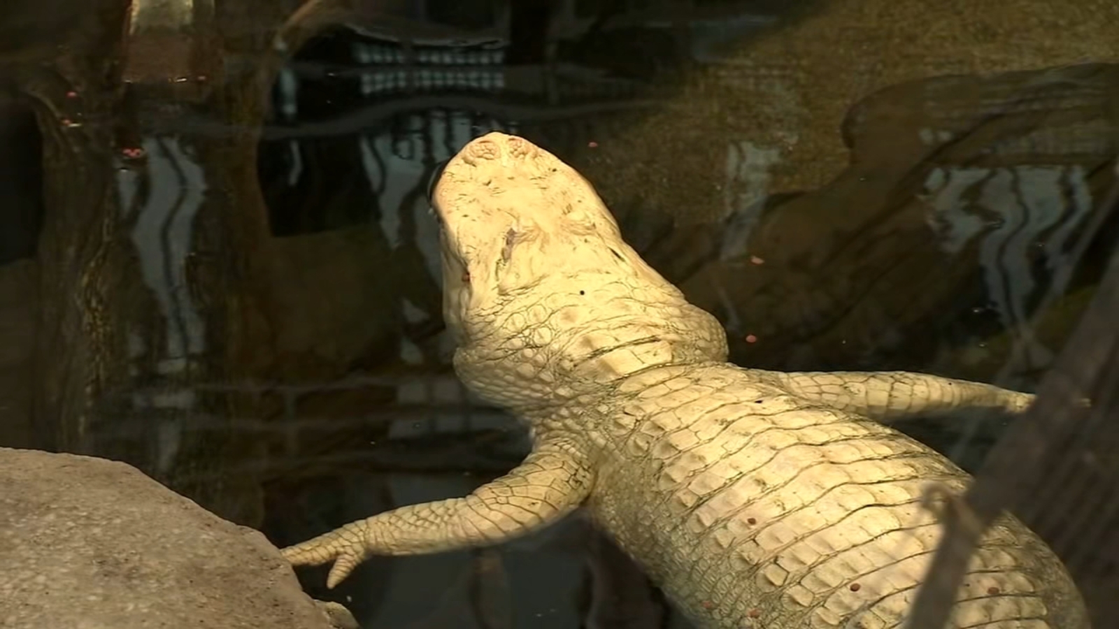 Cal Academy announces beloved Claude the albino alligator has died at 30
