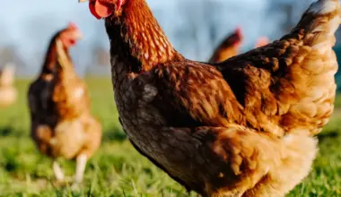 New data on antimicrobials sales and use in animals in the EU